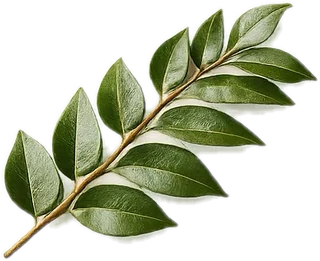 Curry leaves