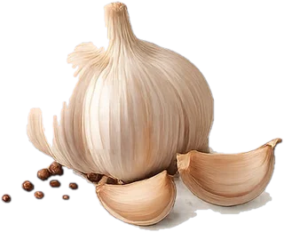 Garlic